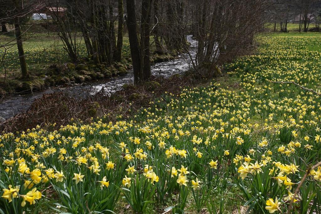 Meublé pour 5 pers – Hautes Vosges Thiéfosse Exterior foto